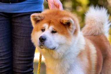 Shiba Inu köpeğinin yakın çekimi sahibinin yanındadır.