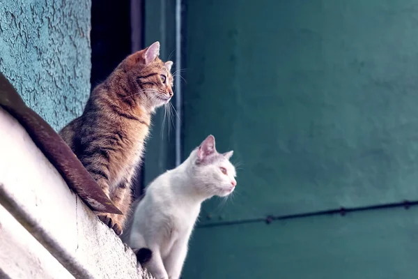 Dos Gatos Están Sentados Cerca Entrada Del Ático Una Casa —  Fotos de Stock