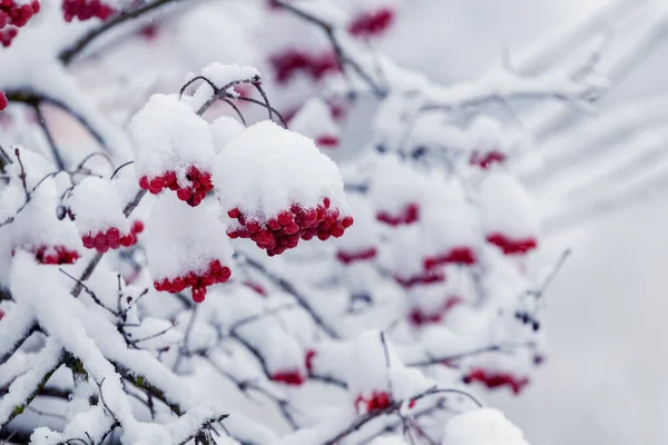 Pokryty Śniegiem Krzew Viburnum Czerwonymi Jagodami Wiburnum Zimie — Zdjęcie stockowe