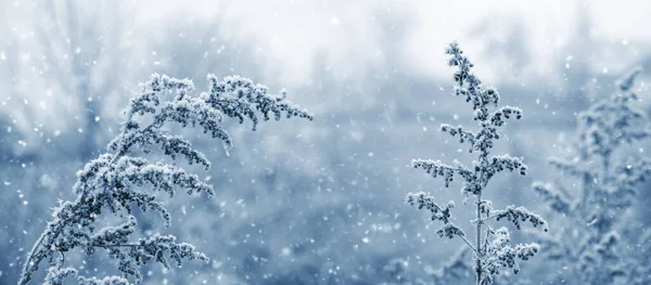 Atmosferyczny Widok Zimowy Roślinami Pokrytymi Mrozem Polu Podczas Opadów Śniegu — Zdjęcie stockowe