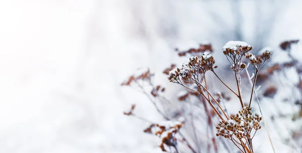 Сухие Растения Покрытые Снегом Льдом Поле Светлом Фоне — стоковое фото