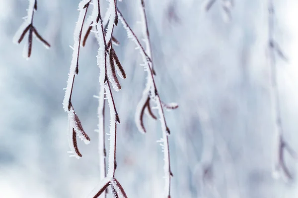 Березові Гілки Сережками Вкритими Снігом Морозом Взимку Розмитому Тлі — стокове фото