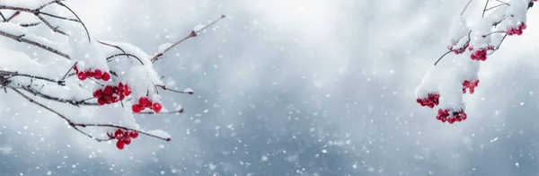 Ветки Вибурнума Красными Ягодами Покрыты Пушистым Снегом Время Снегопада — стоковое фото