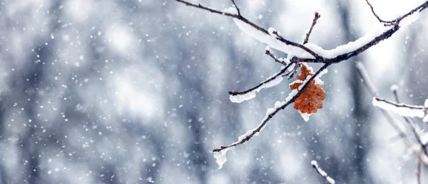 Dubová Větev Pokrytá Sněhem Ledem Suchým Listím Lese Během Sněžení — Stock fotografie