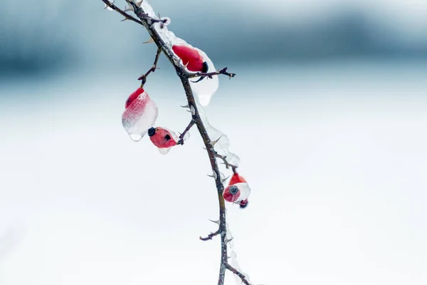 Παγωμένο Κλαδί Αγριοτριανταφυλλιάς Κόκκινα Μούρα Ανοιχτό Θολό Φόντο Πάγος Των — Φωτογραφία Αρχείου