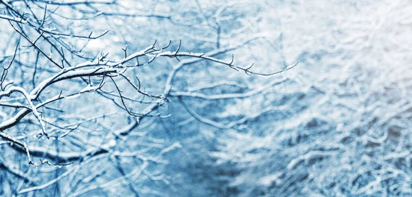 Зимний Фон Заснеженными Ветвями Деревьев Лесу — стоковое фото
