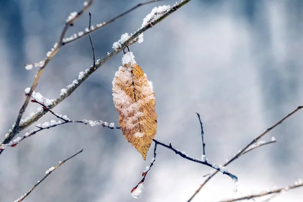 Одинокий Сухой Лист Снежном Дереве Лесу Зимой — стоковое фото