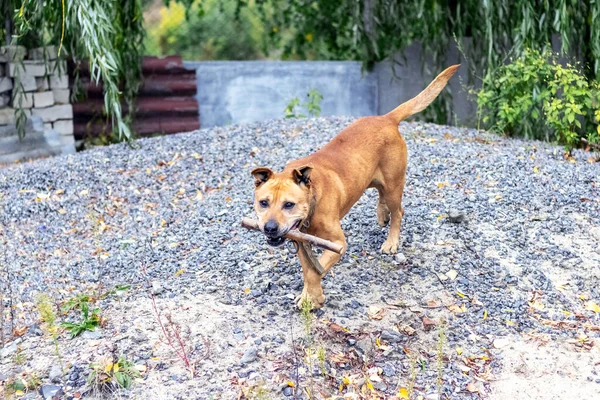 Perro Raza Pit Bull Terrier Sostiene Palo Sus Dientes Durante — Foto de Stock