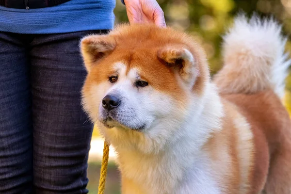 Close Van Shiba Inu Hond Naast Eigenaar — Stockfoto