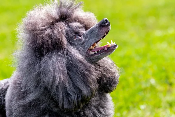 Szary Pudel Otwartymi Ustami Przyjaznym Wyglądem Portret Zabawnego Psa — Zdjęcie stockowe