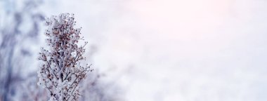 Kış arkaplanı karla kaplı kuru bitkiler ışık bulanık arkaplan, kopyalama alanı