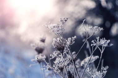 Kuru bitkiler, sabah güneş doğarken karanlık bir arka planda donla kaplanırlar.