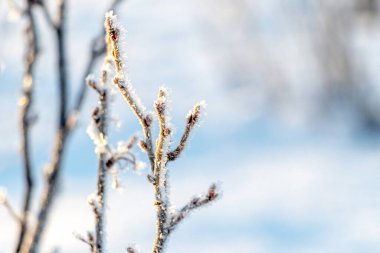 Güneşli bir havada bahçede buza bulanmış üzümlü dallar.