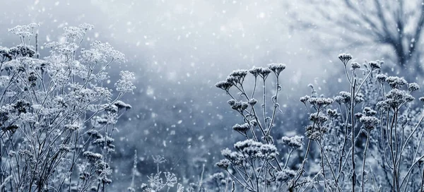 冰雪覆盖的冬季大气景观在降雪的背景下 覆盖着花园或森林中的干枯植物 — 图库照片