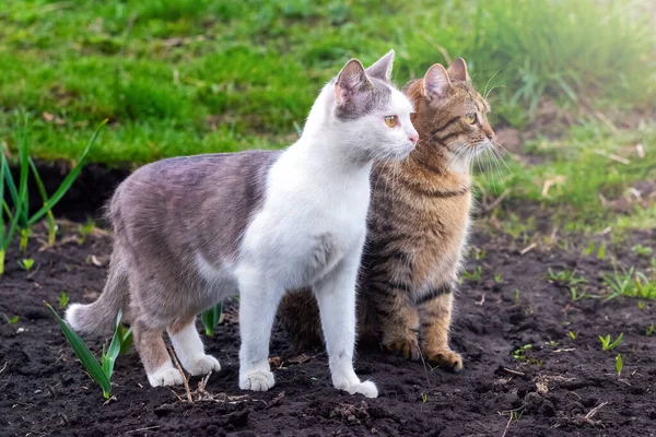 Дві Коти Саду Уважно Дивляться Перед Ними — стокове фото