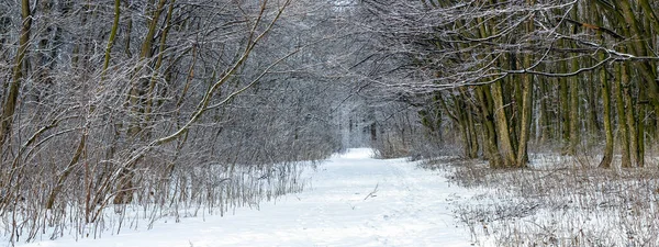 Zimowy Las Pokrytymi Śniegiem Drzewami Drogą Między Drzewami — Zdjęcie stockowe