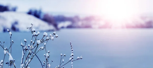 Zimowy Krajobraz Pokrytymi Śniegiem Suchymi Roślinami Brzegu Rzeki Słoneczną Pogodę — Zdjęcie stockowe