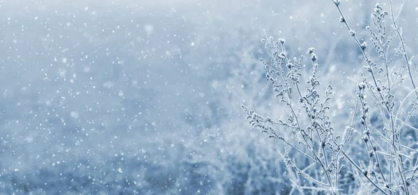 Zimowe Tło Pokryte Mrozem Suche Rośliny Rozmytym Tle Podczas Obfitych — Zdjęcie stockowe