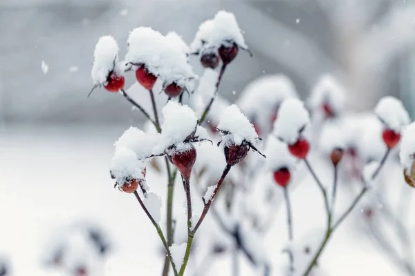 Sněhem Pokryté Větve Růžových Boků Červenými Bobulemi Silném Sněžení — Stock fotografie