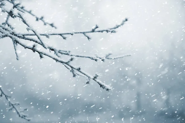 Fagy Borította Faágak Télen Havazás Közben Homályos Háttér Köd — Stock Fotó