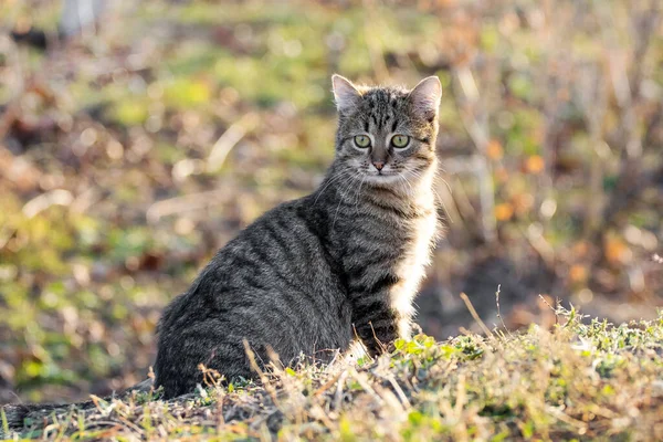 Bulanık arka planda bahçeye yakından bakan çizgili genç bir kedi.