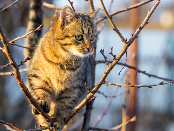 天気の良い秋には木の上の庭の茶色いタビー猫 — ストック写真