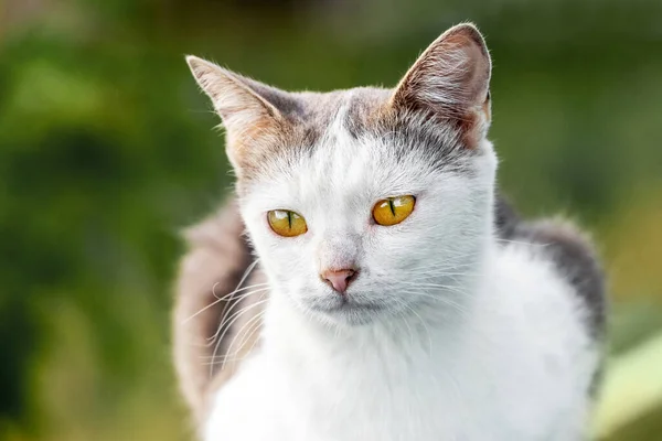庭の白い斑点の猫がぼやけた背景のクローズアップ — ストック写真