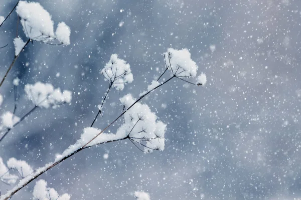 Ветви Растений Покрытые Пушистым Снегом Саду Размытом Фоне Время Снегопада — стоковое фото