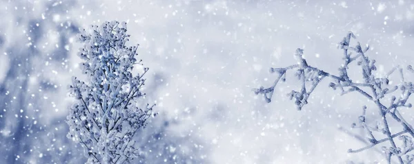Atmosferyczny Widok Zimowy Śnieżnymi Roślinami Rozmytym Tle Podczas Opadów Śniegu — Zdjęcie stockowe
