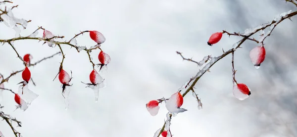 얼음으로 열매들은 배경의 숲에서 정원에 — 스톡 사진