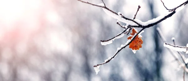 Śnieg Pokryty Lodem Dąb Gałąź Suchych Liści Lesie Drzewie Słonecznej — Zdjęcie stockowe