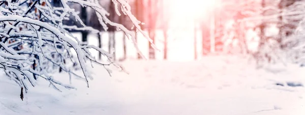 Havas Téli Erdő Naplementekor Téli Táj Hófákkal Erdőben Lágy Hangon — Stock Fotó