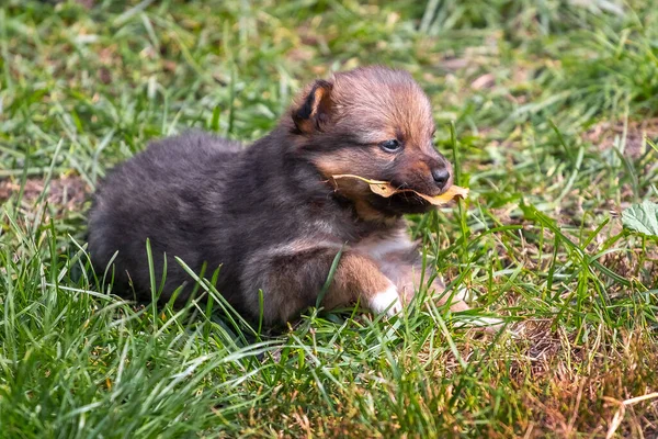 秋の乾燥した葉を歯に持つ小さな茶色の子犬 — ストック写真