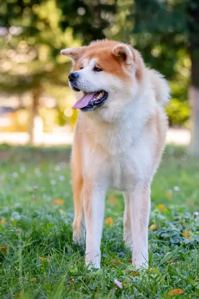Dog Breed Shiba Inu Stands Park Grass — Stock Photo, Image
