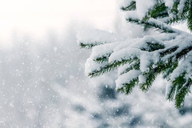 Kar yağışı sırasında arka planda karla kaplı ladin dalları