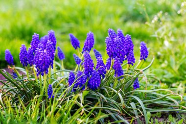 Bahçedeki mavi muscari, yeşil çimenlerin arasında, bahar çiçekleri