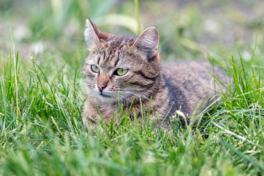 Şirin bir tekir kedi yeşil çimlerin üzerinde yatıyor.