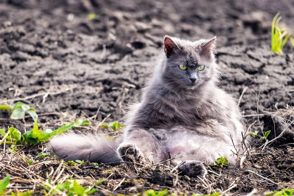 Gray Fluffy Cat Sits Garden Sunny Weather — Stock Photo, Image