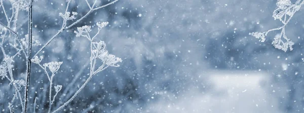 Атмосферный Зимний Вид Белыми Замерзшими Растениями Лесу Размытом Фоне Время — стоковое фото