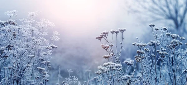 Зимнее Утро Лугу Замерзшими Растениями Туманную Погоду Время Восхода Солнца — стоковое фото