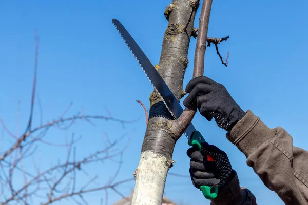 Ein Gärtner Schneidet Mit Der Säge Zusätzliche Äste Einem Baum — Stockfoto