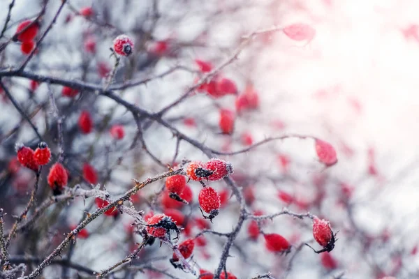 Rosehip Berries Covered Frost Bush Winter Sunny Weather — Stock Photo, Image