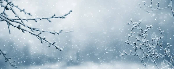 Vista Inverno Atmosférica Com Galhos Árvores Cobertas Geada Plantas Secas — Fotografia de Stock