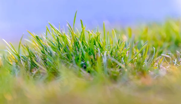 Frisches Grünes Gras Sommer Und Frühling Hintergrund Mit Grünem Gras — Stockfoto