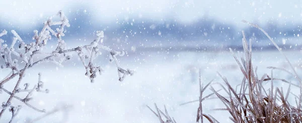 Замороженные Растения Берегу Реки Зимой Время Снегопада — стоковое фото