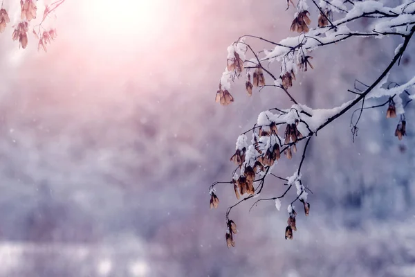 Kőrisfa Hófödte Ága Terméssel Téli Erdőben Napsütéses Időben — Stock Fotó