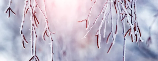 Березовые Ветви Сережками Покрытыми Снегом Морозом Зимой Солнечную Погоду Размытом — стоковое фото
