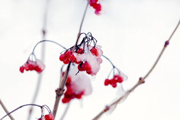 Pokryta Śniegiem Lodowatymi Czerwonymi Jagodami Viburnum Krzewie Jasnym Tle — Zdjęcie stockowe