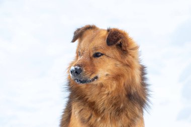 Big brown fluffy dog with snow-covered snout, dog portrait close up