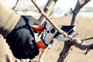 Bahçıvanın biri bahçe makası ve mezhepçilerin yardımıyla bir ağacın dalını kesiyor.